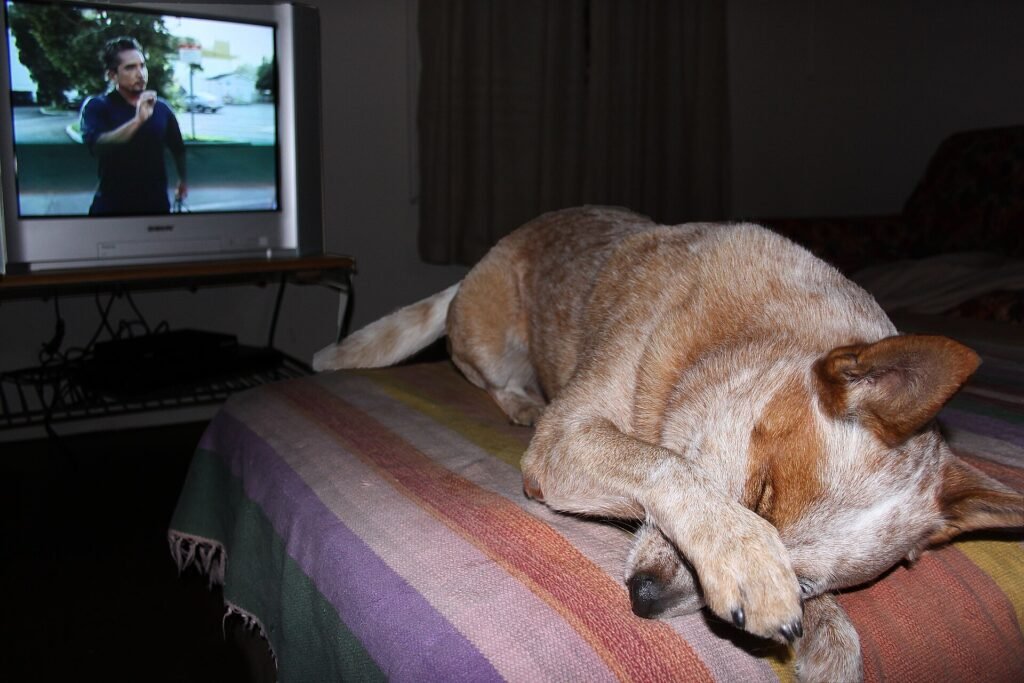 Why Do Dogs Run Away From Home (And How to Prevent It)