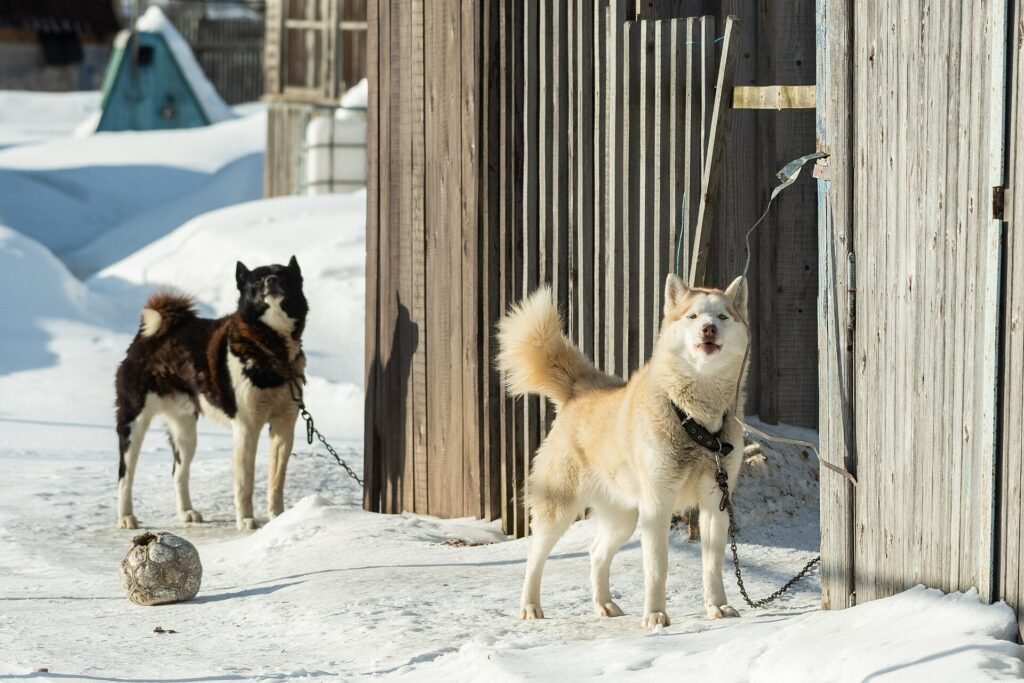 5 Best Guard Dogs for First Time Owners