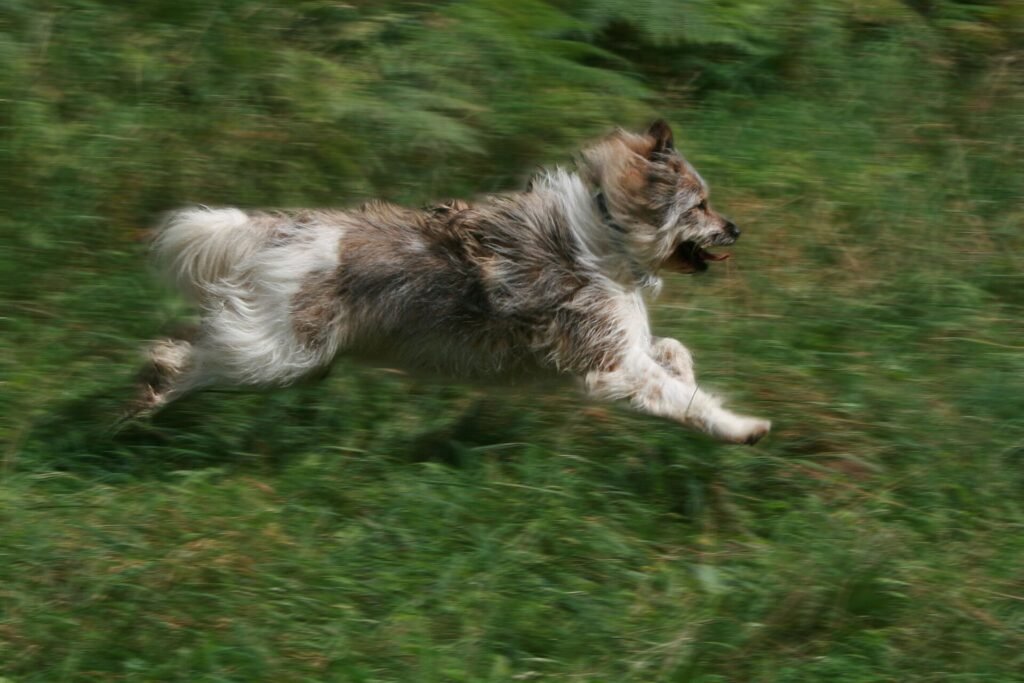 13 Best Large Dog Breeds for First-Time Owners