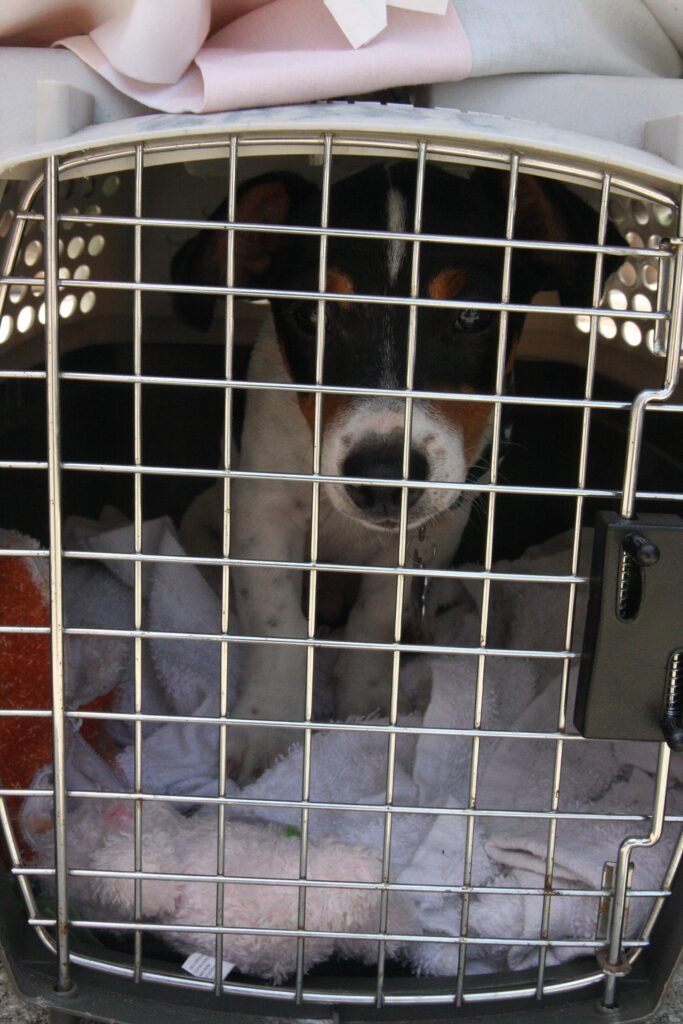 First Time Dog Owners Checklist (Essential Guide & Tips)