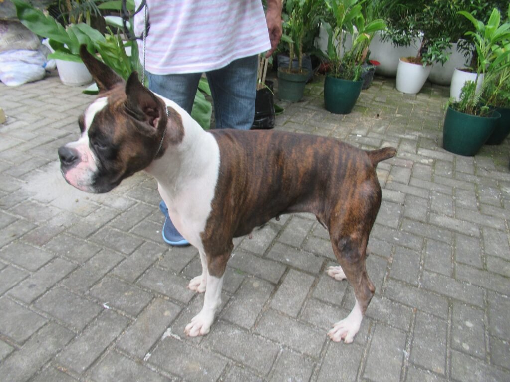 Are French Bulldogs Good Apartment Dogs