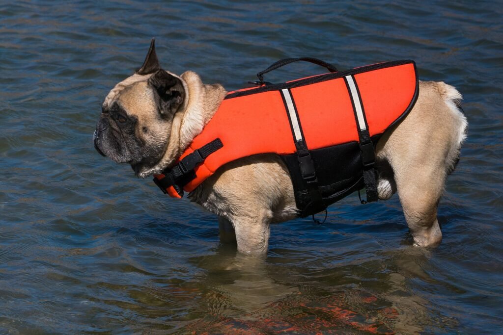 Are French Bulldogs Good for First-Time Owners (17 Pros & Cons)