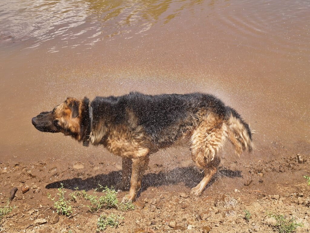 17 Pros and Cons of Owning a German Shepherd
