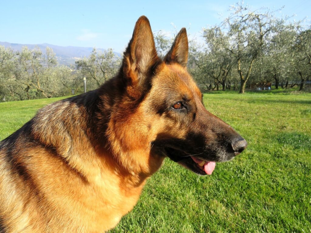 Are German Shepherds Good Apartment Dogs