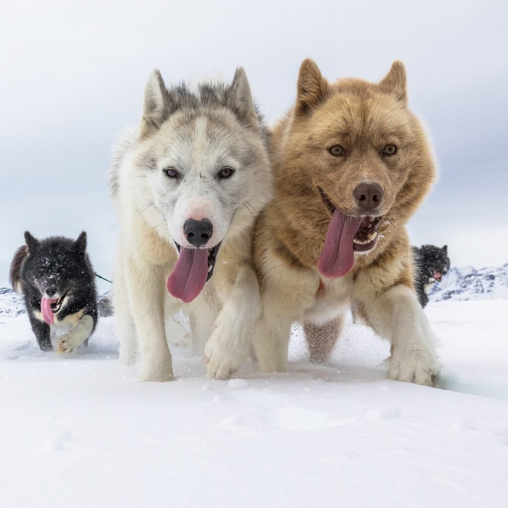 21 Best Lazy Dog Breeds for Apartment Living