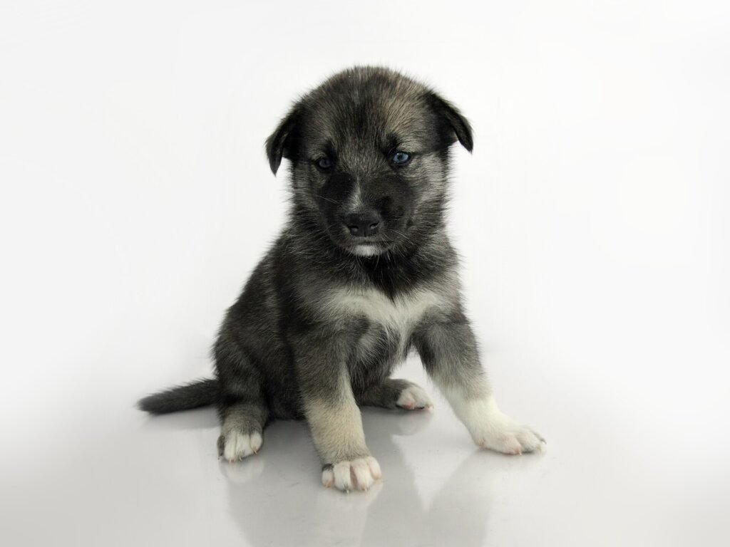 When Can I Take My Puppy Outside Safely