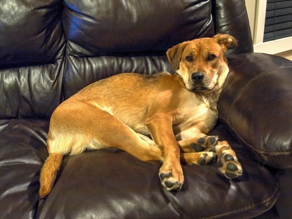 Why Is My Dog Becoming More Aggressive and How Do I Stop It