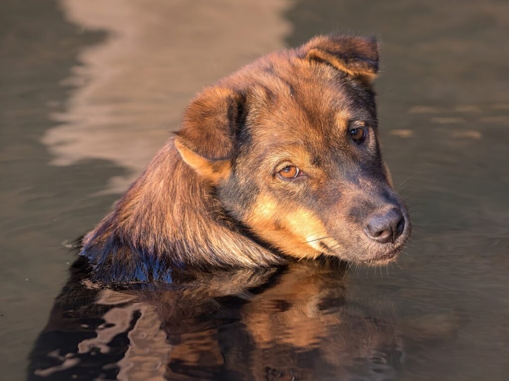 13 Best Apartment Dogs That Don't Shed