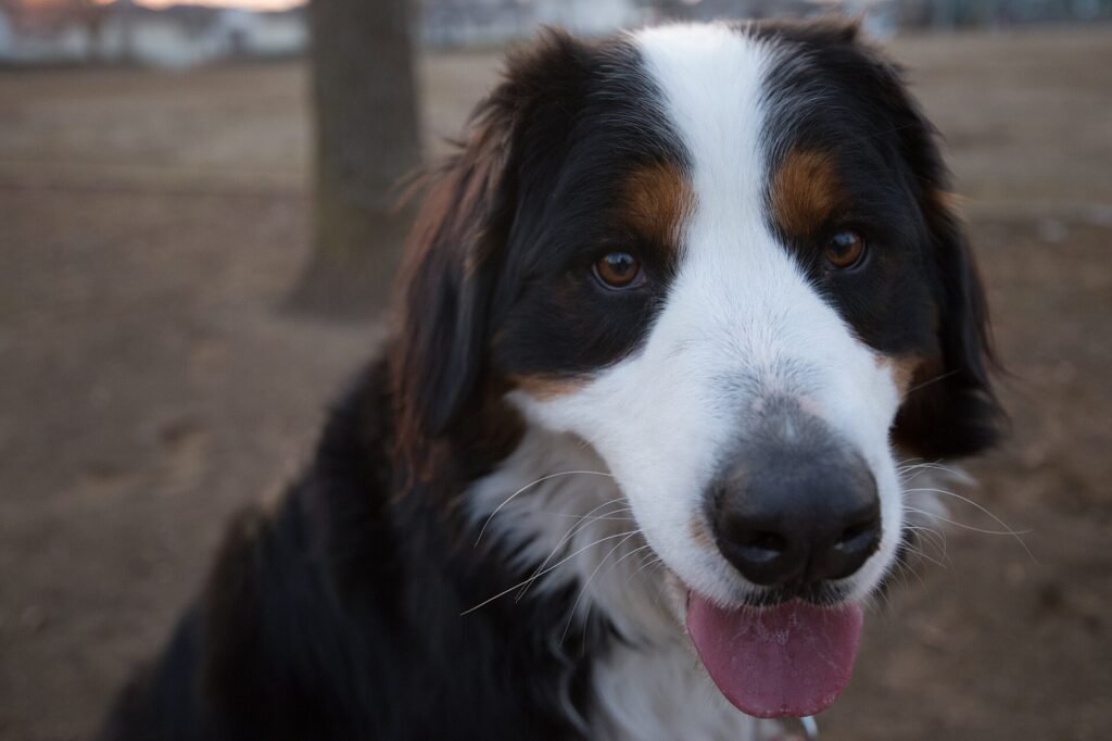 17 Best Large Dog Breeds for Apartment Life
