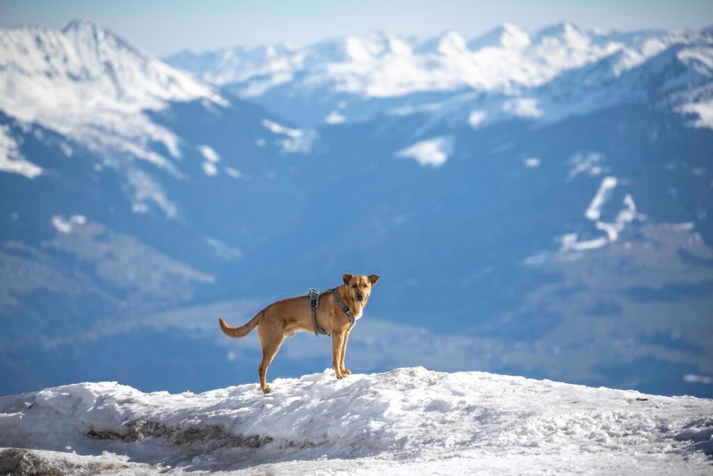 15 Most Quiet Dog Breeds For Apartment Life