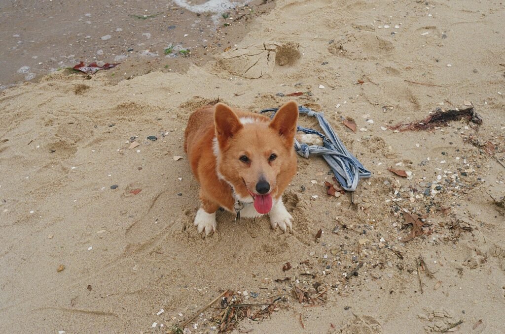Are Corgis Good for First Time Owners