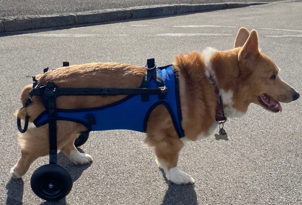 Are Corgis Good Apartment Dogs