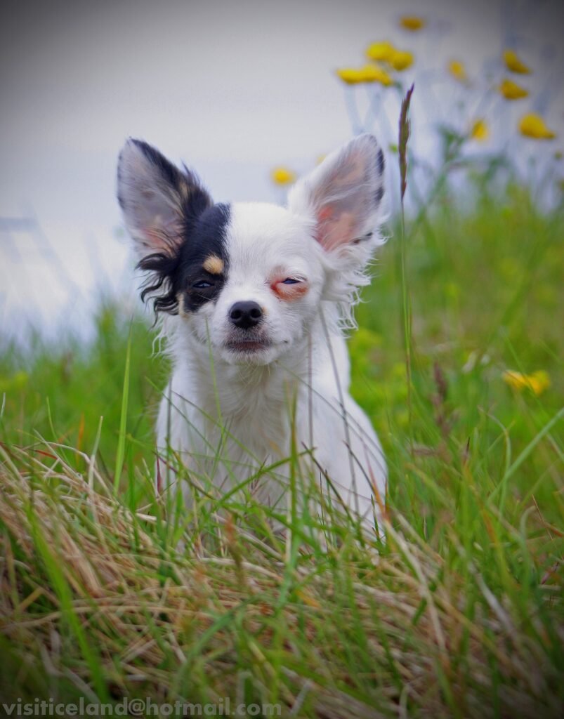 How to Help Your Dog Adjust to Apartment Life