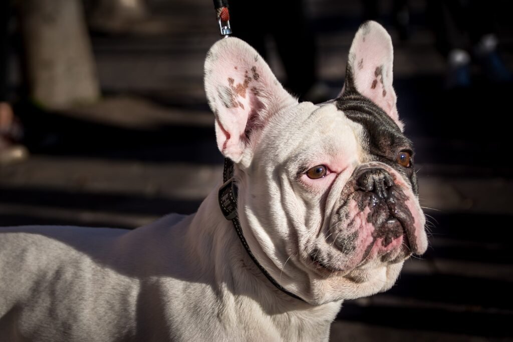 How to Know If My Dog is a Small, Medium or Large Breed (A Size Guide)