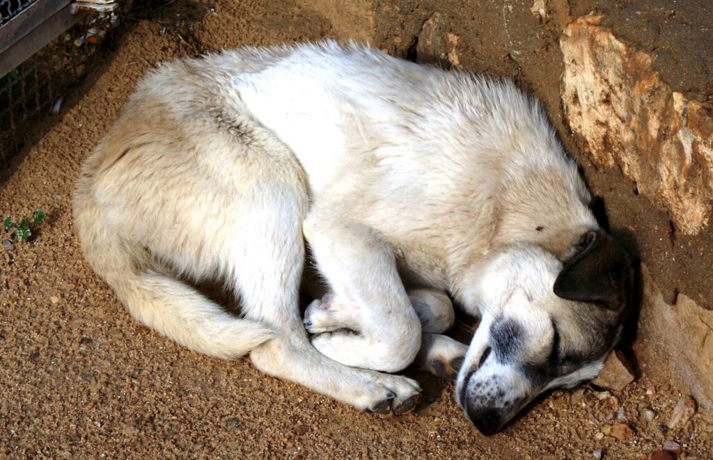 Why Does My Dog Sleep Between My Legs (5 Main Reasons)