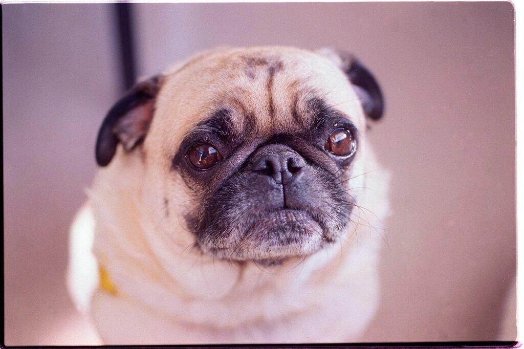 Are Pugs Good Apartment Dogs