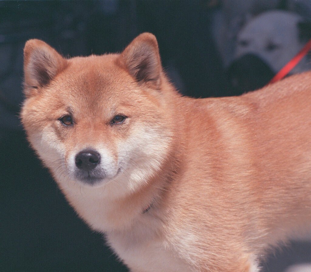 Are Shiba Inus Good Apartment Dogs
