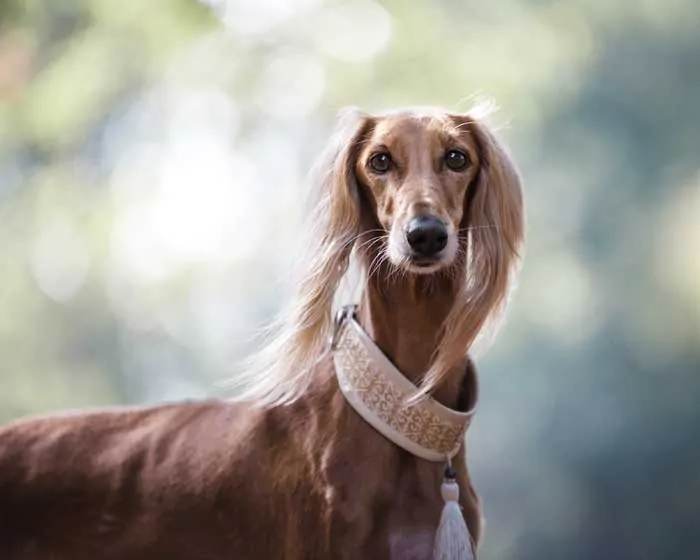 Afghan Hound