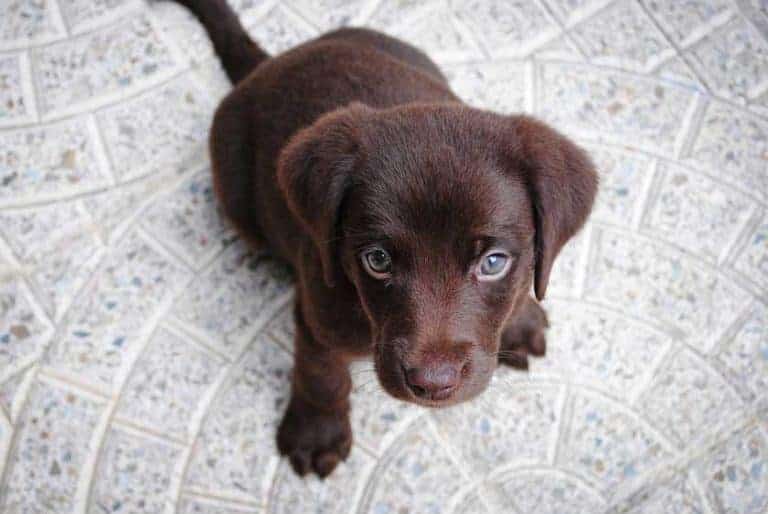 Are Labs Good Apartment Dogs? [All You Need to Know] CityDogsLife