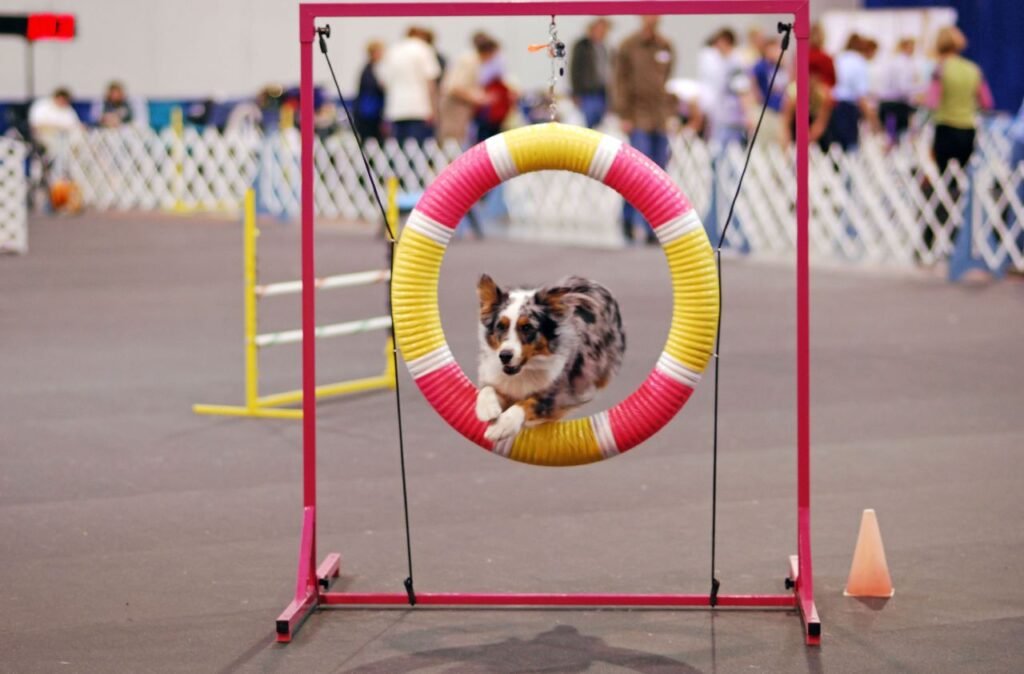 Are Australian Shepherds Good Apartment Dogs