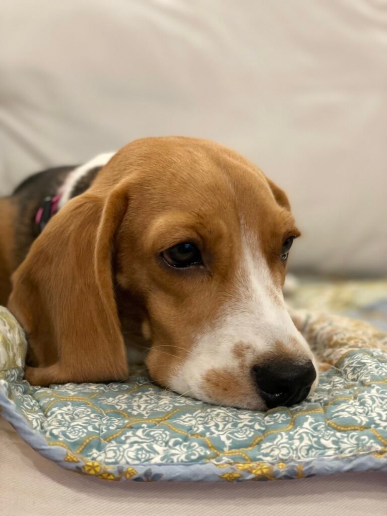 Beagle puppy on a sofa, new to its home