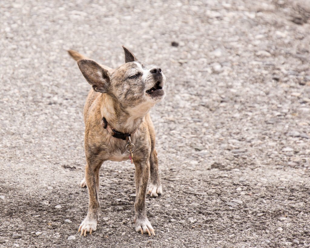 Small chihuahua barking on alert