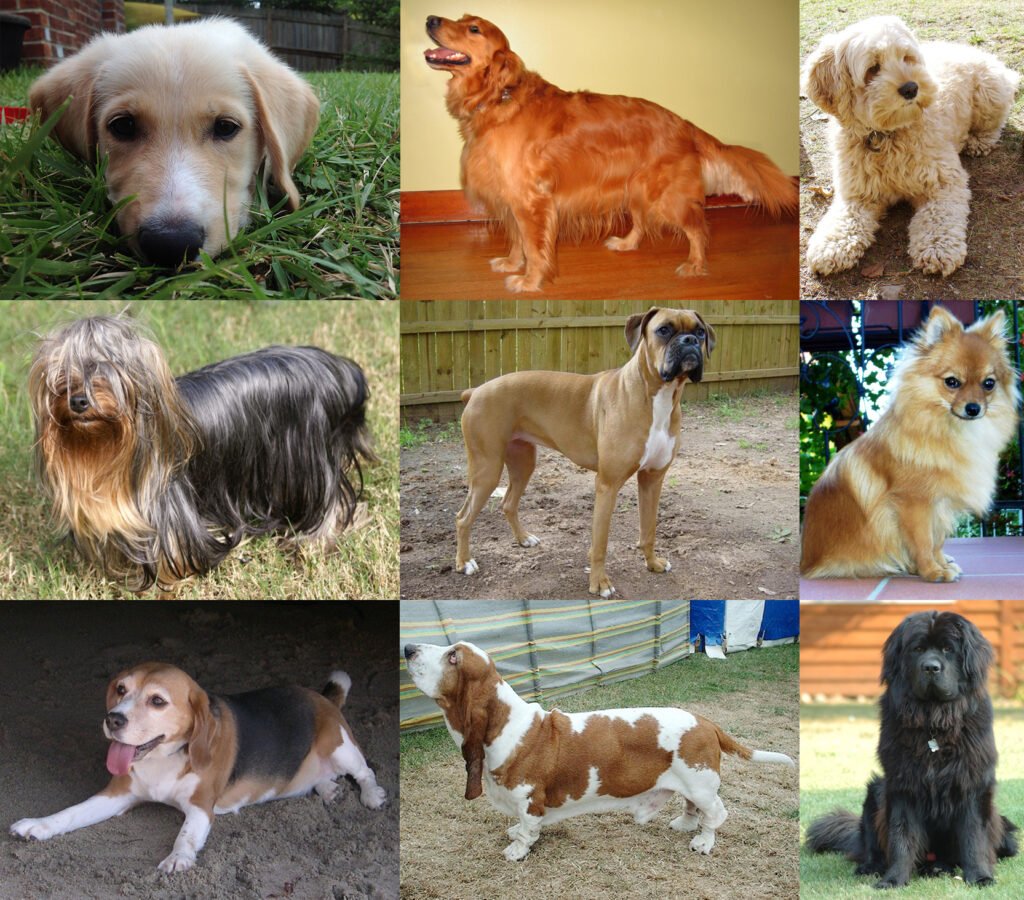 Are Newfoundlands Good Apartment Dogs