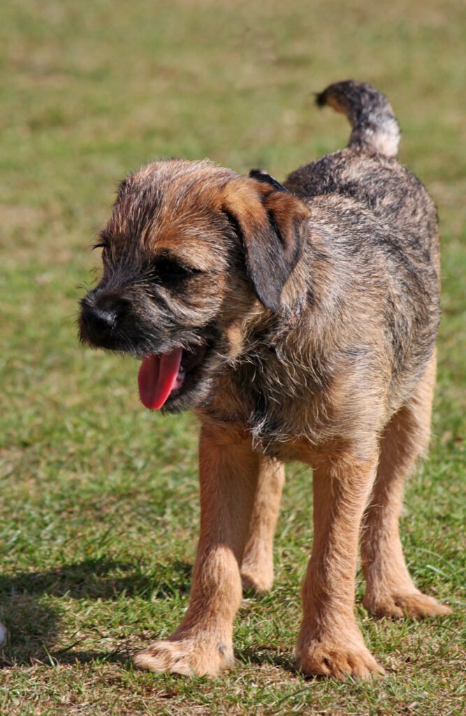 Puppy outdoors on grass, relevant to comparing indoor potty grass pads and turf for apartments