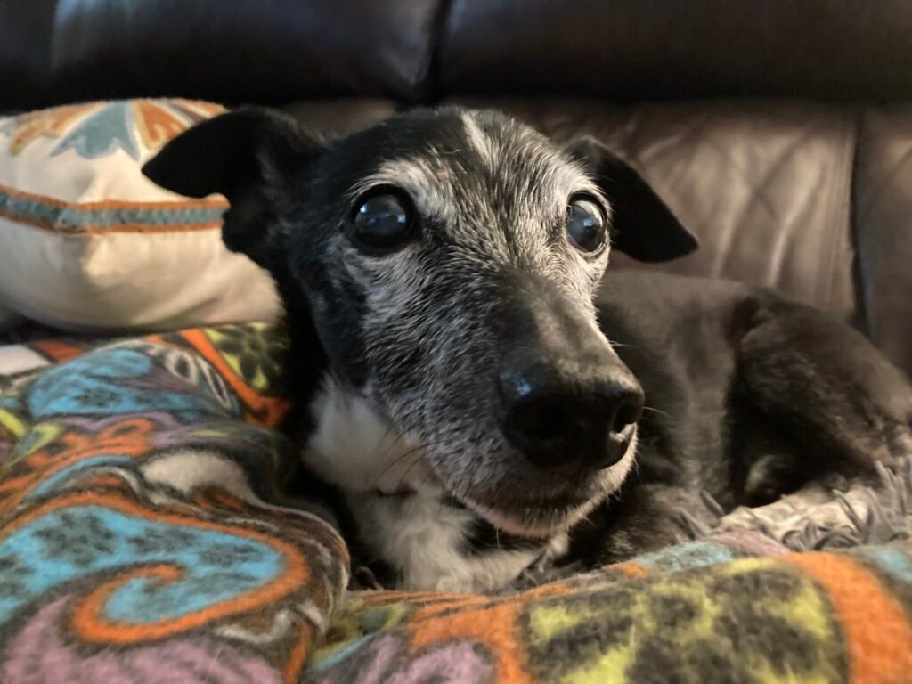 Small mixed-breed dog, a frequent barker