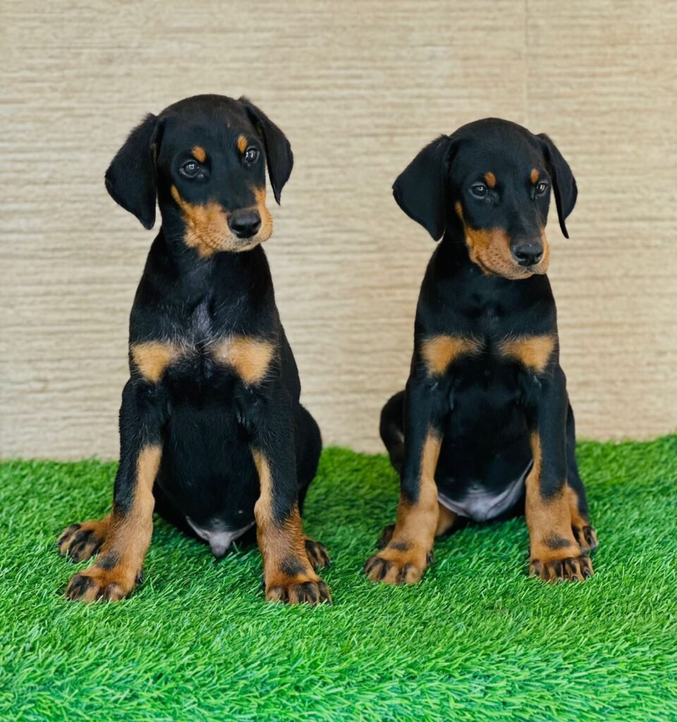 10 Best Guard Dog Breeds for Apartment Life