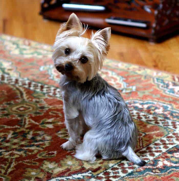Dog in carpet