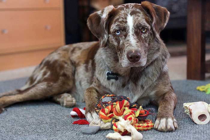 toys to keep dog busy while at work