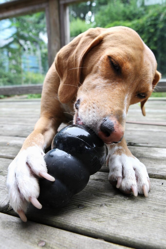 A dog happily working a treat-dispensing puzzle toy