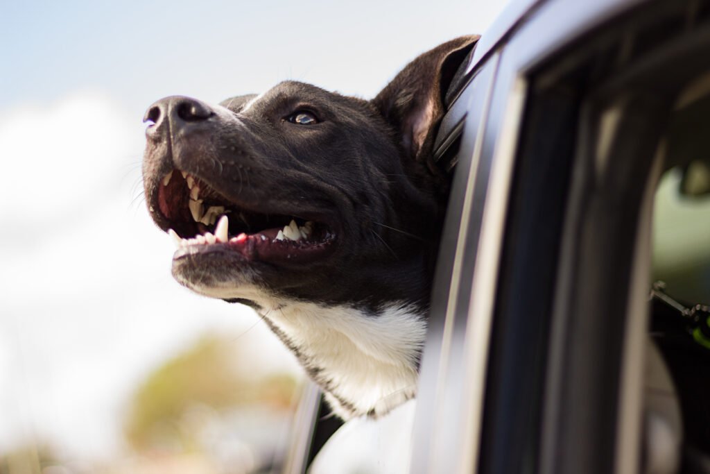 Dog looking out the window while riding in a car