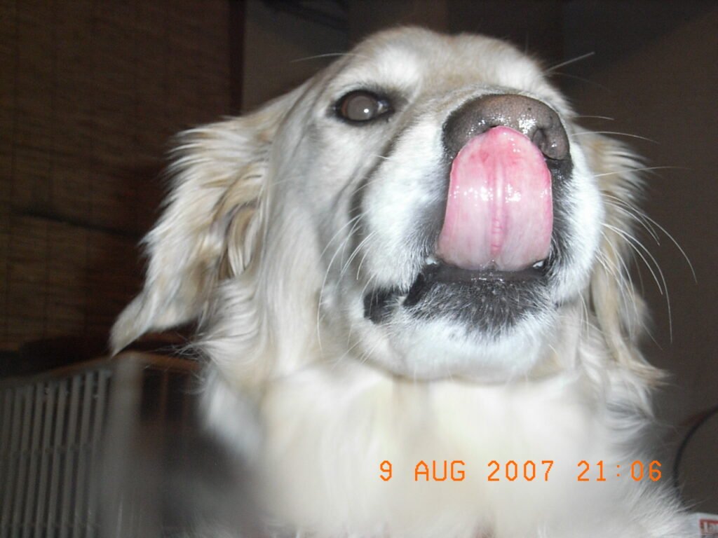 Dog licking, which can signal allergies or boredom