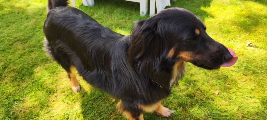 Dog licking, a behavior linked to itchy or irritated paws