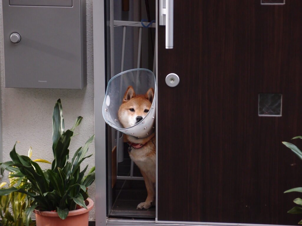 Dog wearing a cone collar while recovering after neutering surgery