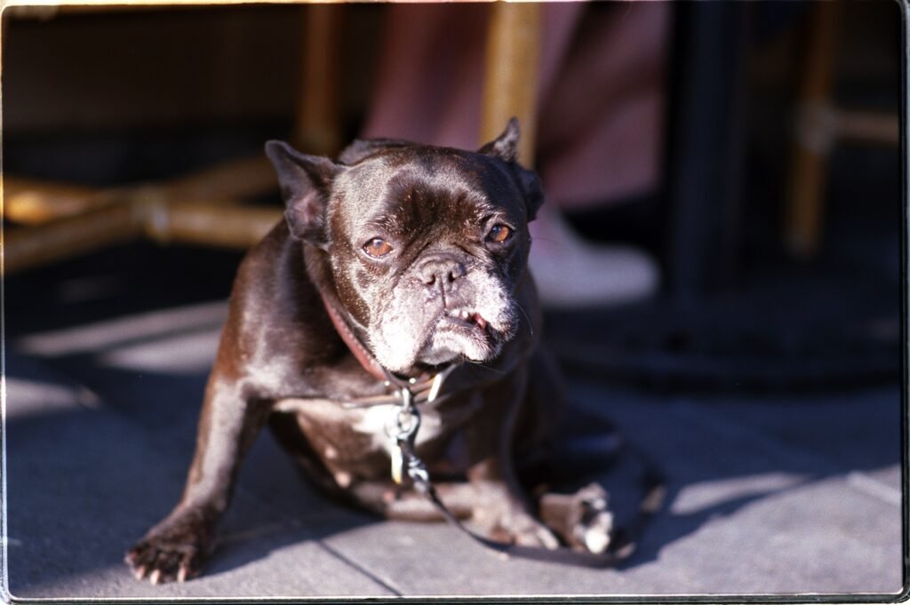 22 Pros and Cons of Owning a French Bulldog You Need To Know
