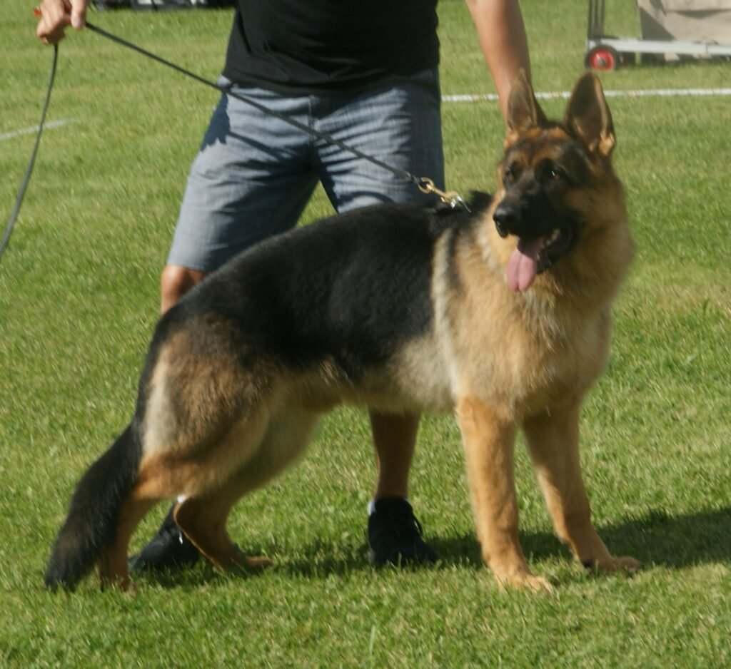 Are German Shepherds Good for First-Time Owners