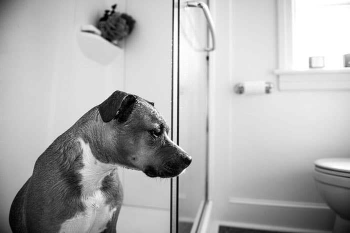 How to Potty Train an Older Dog in an Apartment