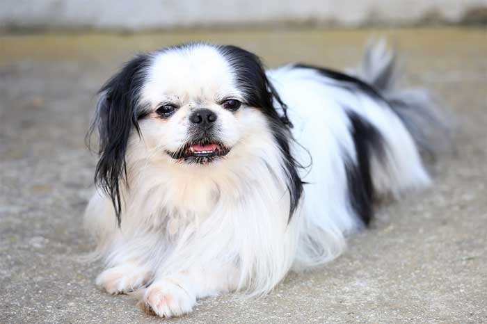 Japanese Chin dogs
