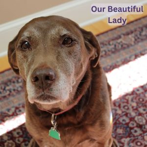City dogs life - our Lab Lady