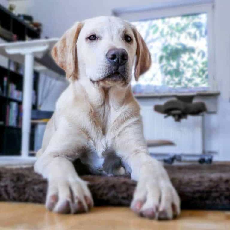 Are Labs Good Apartment Dogs? [All You Need to Know] CityDogsLife