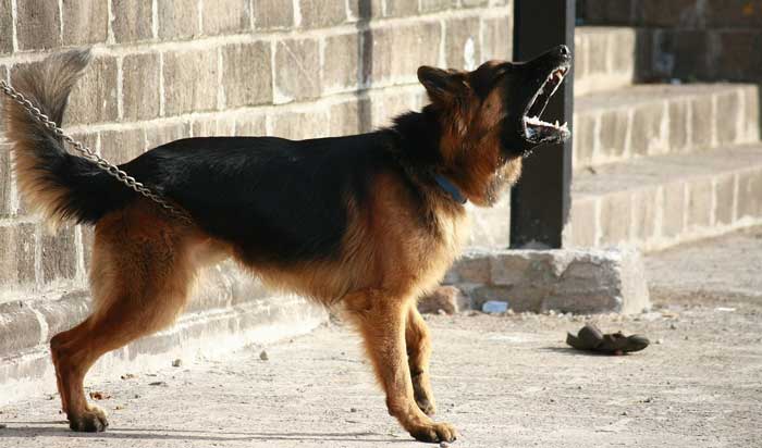 leash reactive dog