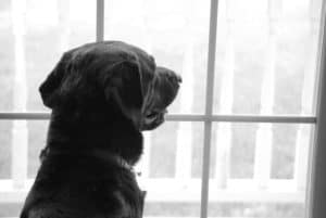 leaving dog home alone while at work