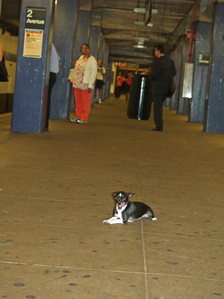 A small dog riding the New York City subway, the kind of trip a proper carrier is built for