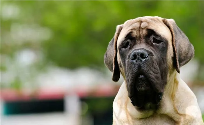 Mastiff