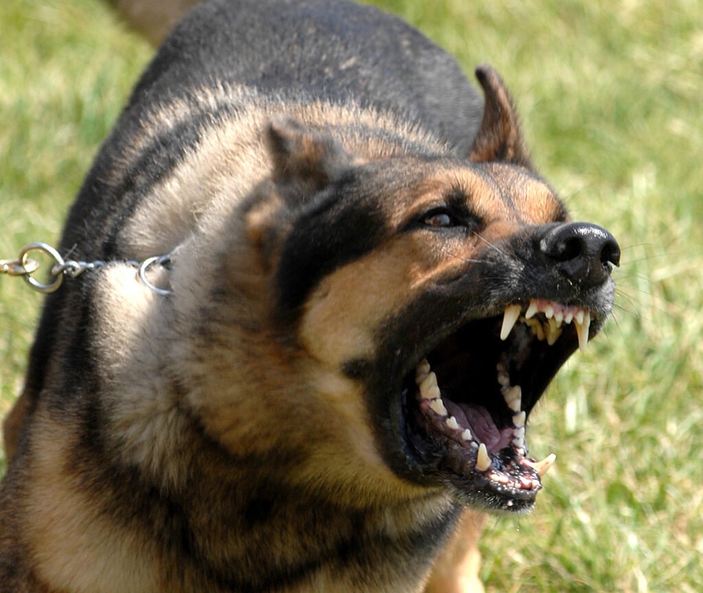 How to Stop My Dog from Barking When We Go out for a Walk