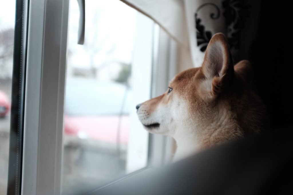 Dog looking out a window while home alone