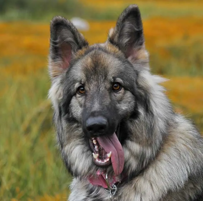 Shiloh Shepherd